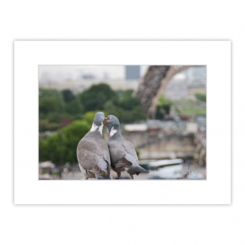 deux pigeons roucoulent avec en arrière plan les pieds de la Tout Eiffel