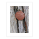 Cimetière maritime en face d'Etel, détail d'un clou rouillé dans une pièce de bois