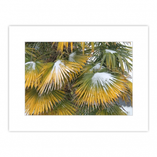 Graphisme en tricolore sur des feuilles de palmier, la neige est venue discrètement recouvrir Moëlan sur Mer en Finistère Sud